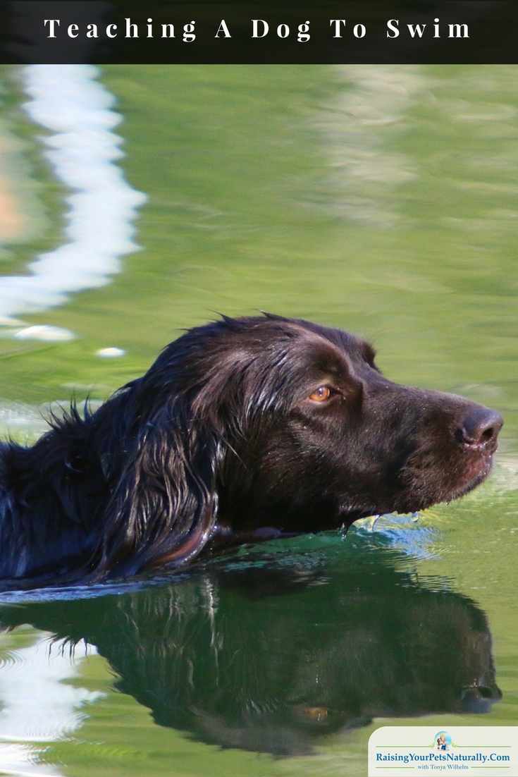 Learn how to teach your dog to swim with confidence. Please don't push him into the water, do these steps instead. #raisingyourpetsnaturally #dogswimming 