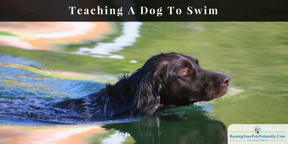 Learn how to teach your dog to swim with confidence. Please don't push him into the water, do these steps instead. #raisingyourpetsnaturally