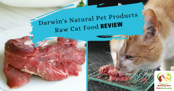 Best Raw Cat Food Brands For Indoor Cats Darwin S Natural Pet Products Raw Cat Food Review