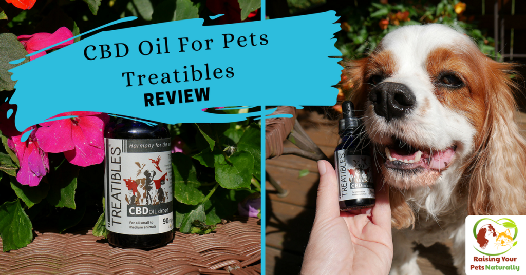 Learn how CBD Oil can help dogs and cats with anxiety, particularly from fireworks, thunderstorms and separation anxiety. Click to ease their fear. #raisingyourpetsnaturally
