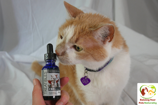 Learn how CBD Oil can help dogs and cats with anxiety, particularly from fireworks, thunderstorms and separation anxiety. Click to ease their fear. #raisingyourpetsnaturally