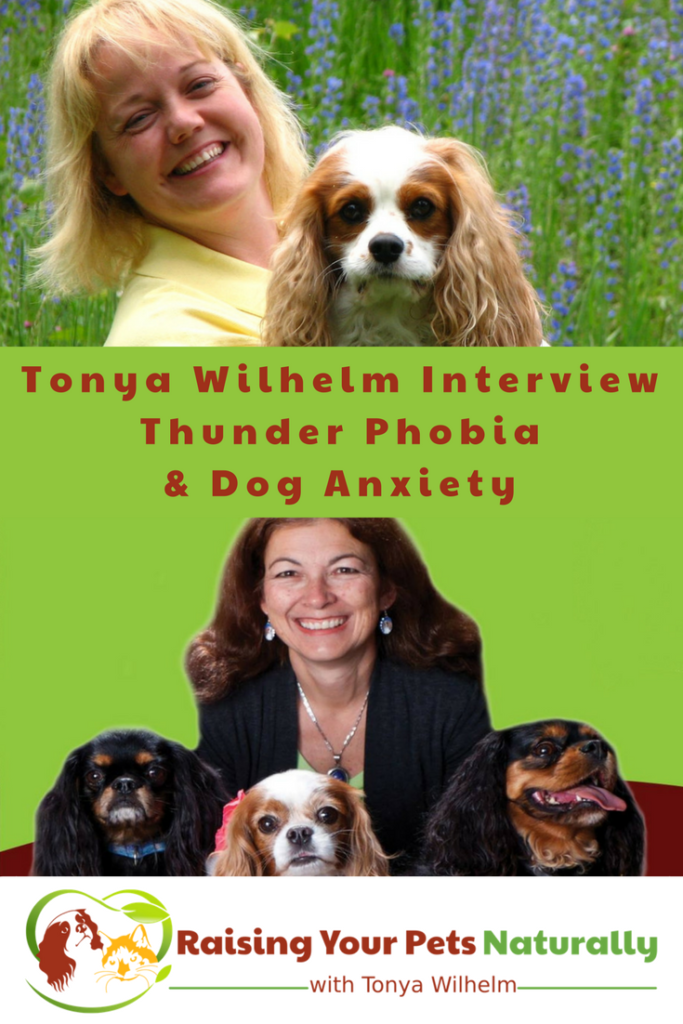 Dog anxiety and how to naturally help a scared dog. Learn some common dog anxiety symptoms and how to help a dog scared of thunder in my interview with Dr. Judy Morgan #raisingyourpetsnaturally