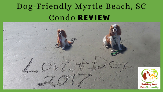 Dog-Friendly Myrtle Beach Vacations and Beach Condo Review. Traveling with your dog can be a blast if you stay in a great dog-friendly beach condo! Click to read our review. #raisingyourpetsnaturally