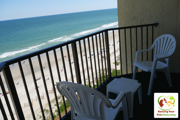 Dog-Friendly Myrtle Beach Vacations and Beach Condo Review. Traveling with your dog can be a blast if you stay in a great dog-friendly beach condo! Click to read our review. #raisingyourpetsnaturally