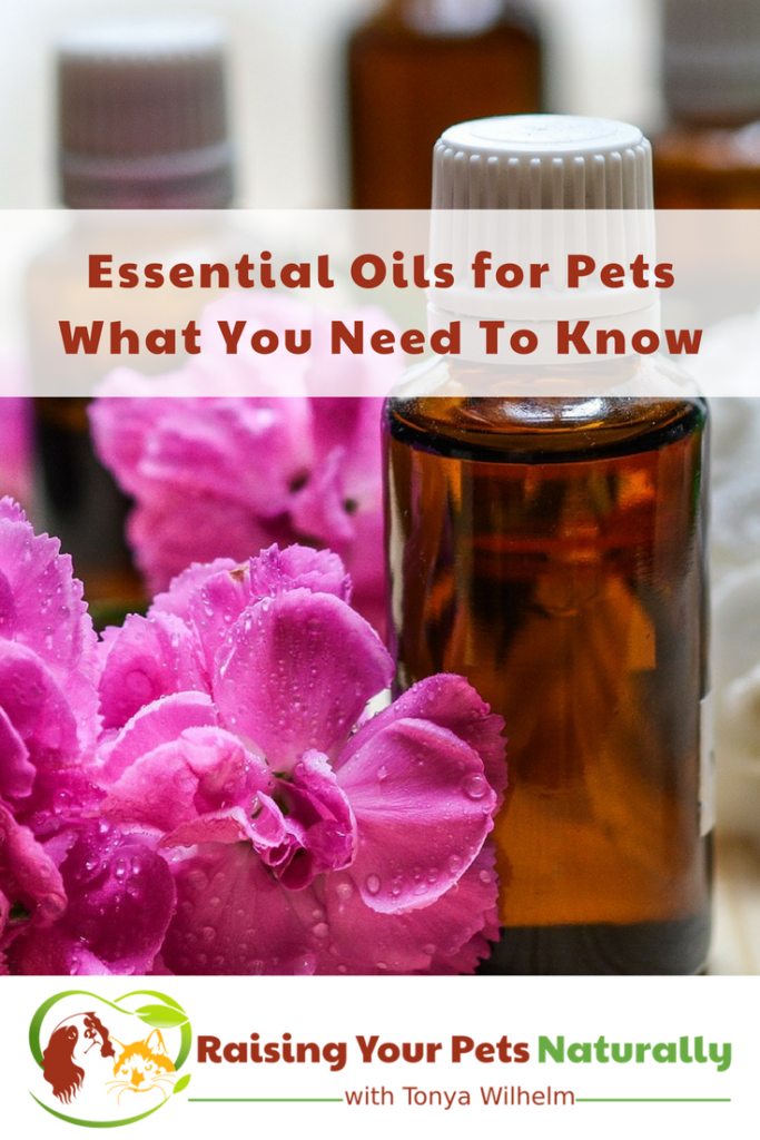 Are essential oils for dogs, cats, and pets safe? Learn how to use essential oils safely with your pets to help with anxiety, allergies, fleas and more. #raisingyourpetsnaturally #essentialoils #eos #essentialoilsforpets #essentialoilsfordogs