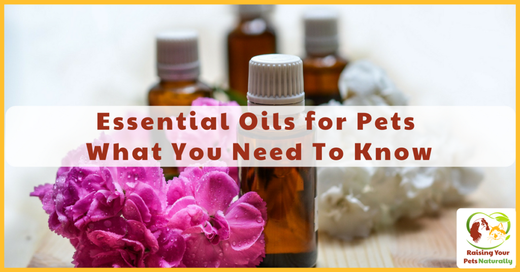 Are essential oils for dogs, cats, and pets safe? Learn how to use essential oils safely with your pets to help with anxiety, allergies, fleas and more. #raisingyourpetsnaturally