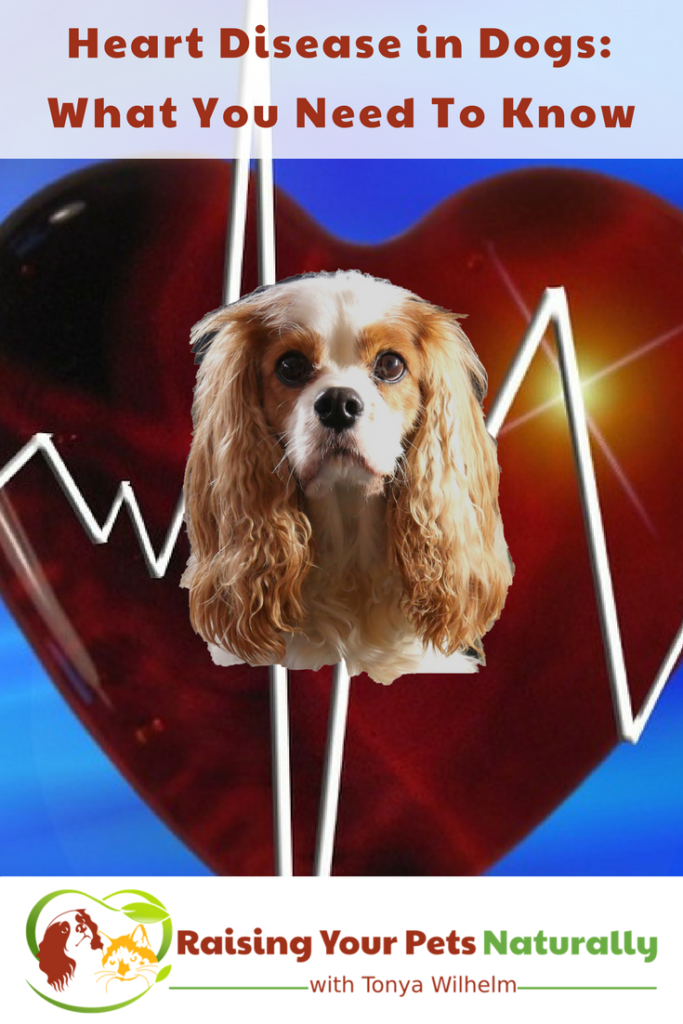 Dog Heart Murmur and Heart Disease in Dogs What You Need To Know. Is your dog prone to congestive heart failure? Learn the facts and how to be proactive in his care. #raisingyourpetsnaturally 