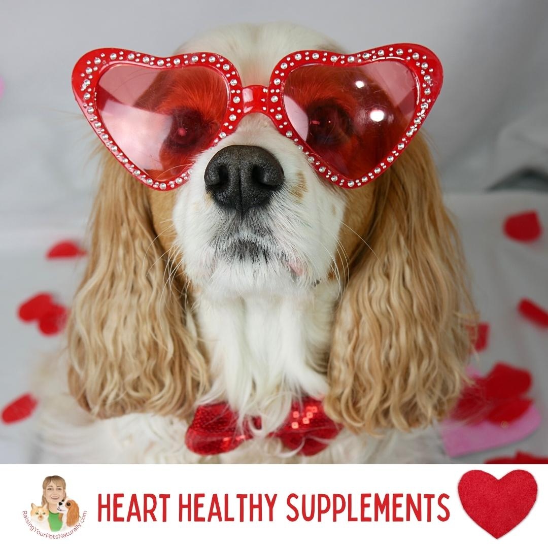 If you have a Cavalier, you won't want to miss these heart-healthy supplements. #RaisingYourPetsNaturally #MVD #CavalierHealth #HeartDisease 