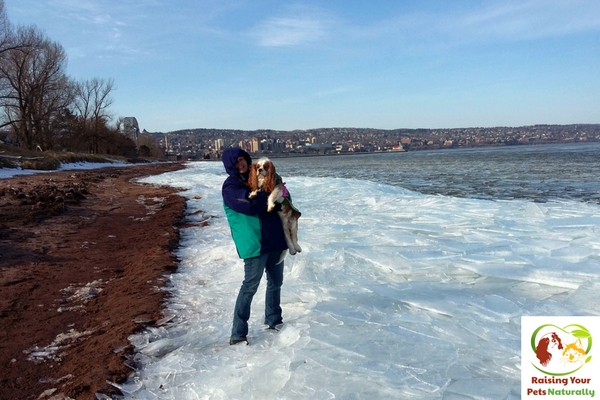 Dog-friendly vacations in Duluth, Minnesota. Traveling with dogs in Duluth can be a blast if you know where to go. Check out these dog-friendly Duluth attractions. #raisingyourpetsnaturally