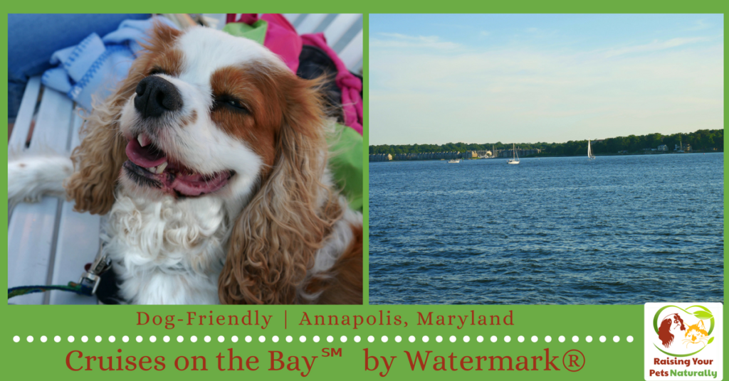 Dog-Friendly Annapolis, Maryland Activities. We enjoyed a great dog-friendly cruise on the Annapolis Harbor thanks to Cruises on the Bay by Watermark. #raisingyourpetsnaturally