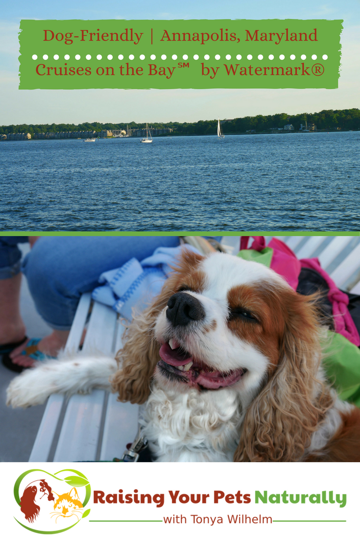 Dog-Friendly Annapolis, Maryland Activities. We enjoyed a great dog-friendly cruise on the Annapolis Harbor thanks to Cruises on the Bay by Watermark. #raisingyourpetsnaturally 