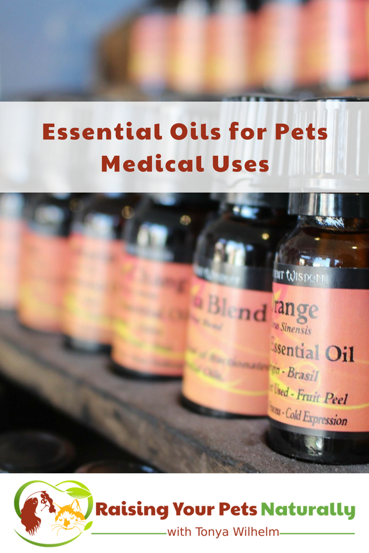 Common essential oils for dogs. Essential oils for dog allergies and itchy skin, ears and more. #raisingyourpetsnaturally