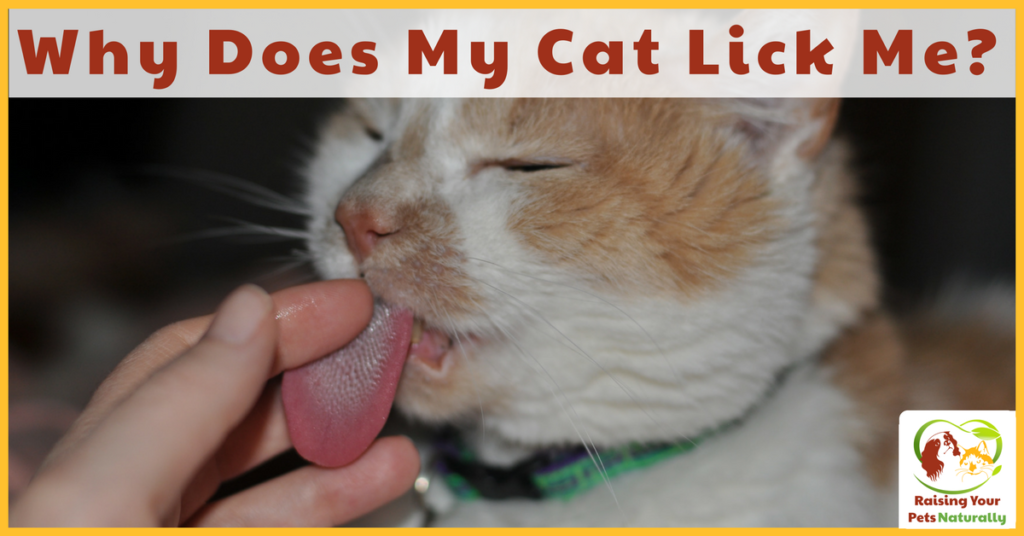 Have you ever wondered what it means when your cat licks you? Today learn 5 reasons a cat may lick you and what it means. #raisingyourpetsnaturally