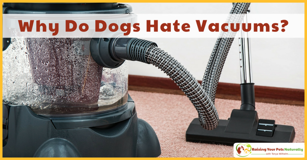 Why Do Dogs Hate Vacuums? Why are dogs scared of vacuums? Learn why and how to help your dog cope. #raisingyourpetsnaturally