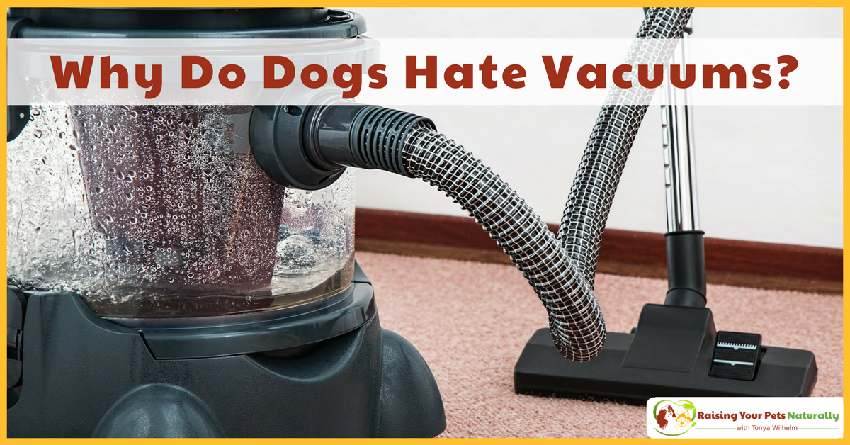 Why Do Dogs Hate Vacuums? Why are dogs scared of vacuums? Learn why and how to help your dog cope. #raisingyourpetsnaturally 