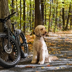 Biking with dogs and giveaways