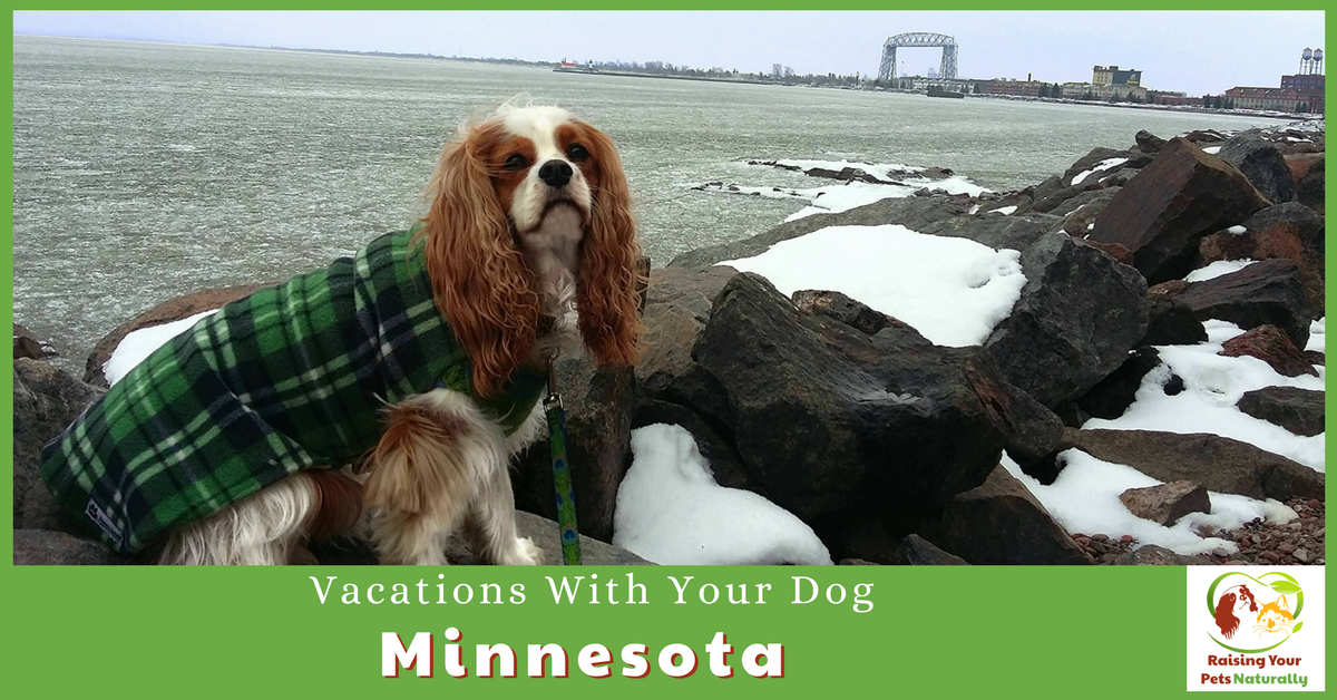 Dog-Friendly Vacations in Minnesota. If you are traveling with dogs, you won't want to miss these Dog-Friendly Minnesota attractions, hotels and destinations. #raisingyourpetsnaturally