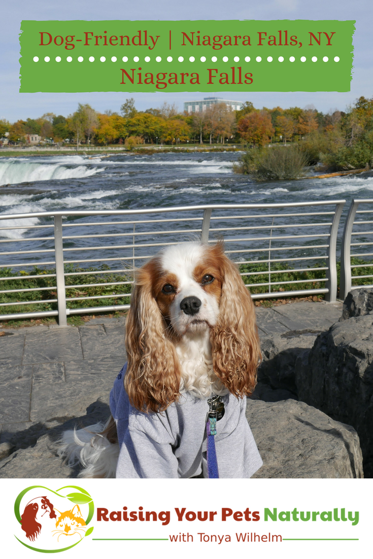 Dog-friendly vacations with your dog. Dog-friendly Niagara Falls, New York USA. Open 365 days, Niagara Falls is a great pet-friendly destination. #raisingyourpetsnaturally 