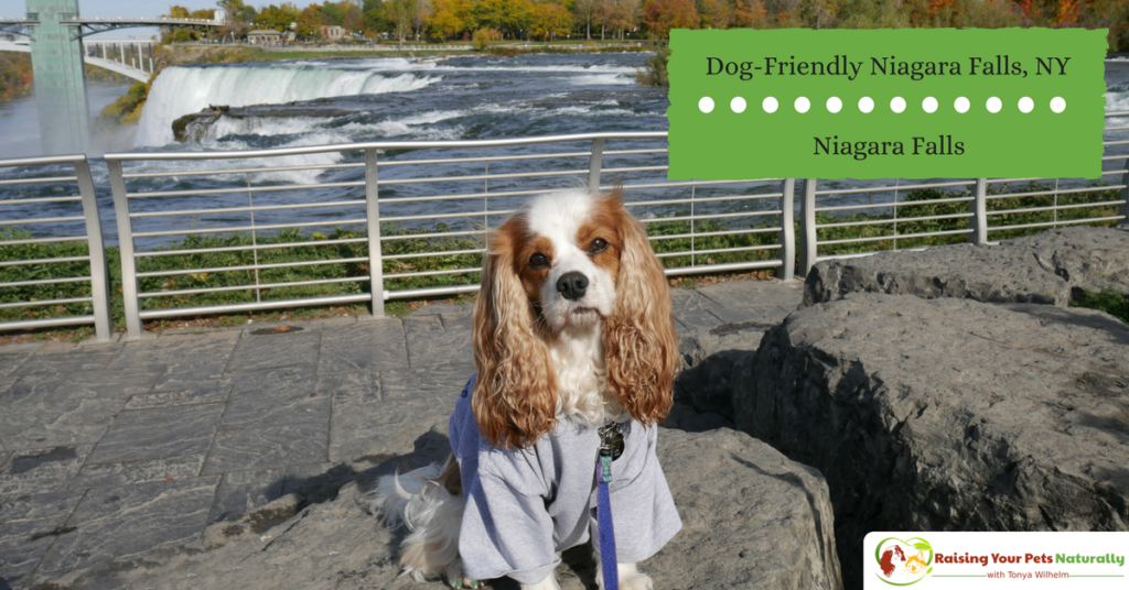 Dog-friendly vacations with your dog. Dog-friendly Niagara Falls, New York USA. Open 365 days, Niagara Falls is a great pet-friendly destination. #raisingyourpetsnaturally