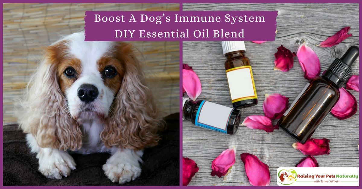 Immune Booster for Dogs! A dog's immune system can sometimes need a little boost. Check out some healthy foods for dogs and this dog essential oil DIY to help boost a dog's immune. #raisingyourpetsnaturally 