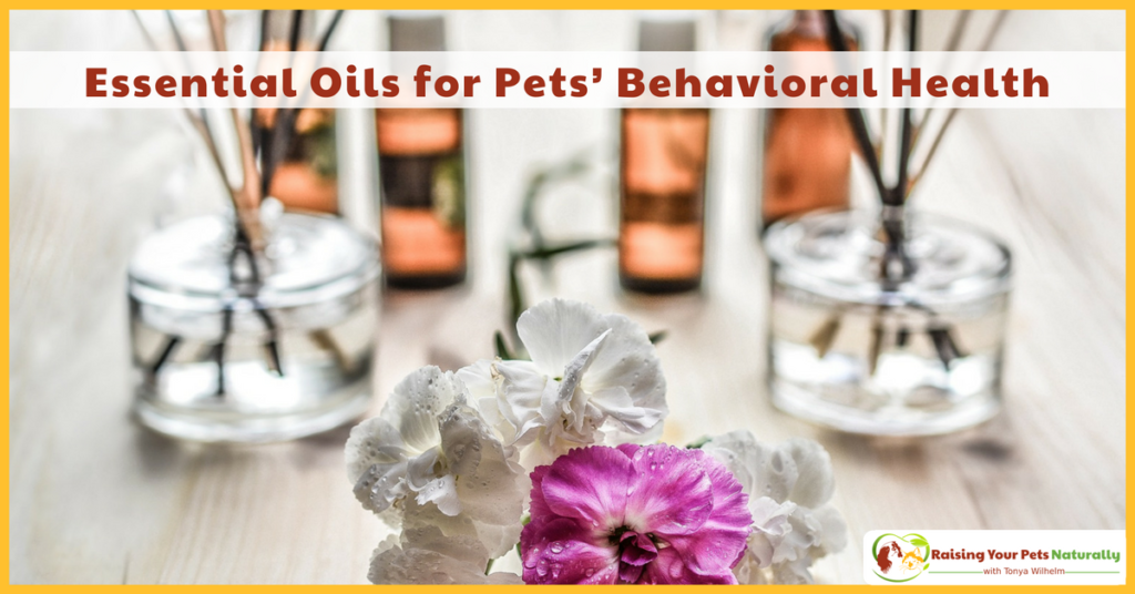Learn how essential oils for pets can help their behavior and pet anxiety. Essential oils for dog's anxiety problems can help with their overall training plan. Learn how. #raisingyourpetsnaturally
