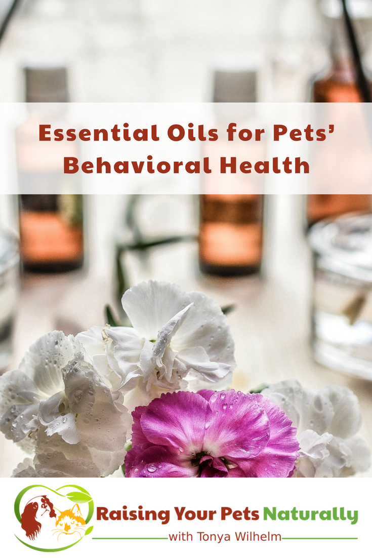 Learn how essential oils for pets can help their behavior and pet anxiety. Essential oils for dog's anxiety problems can help with their overall training plan. Learn how. #raisingyourpetsnaturally 