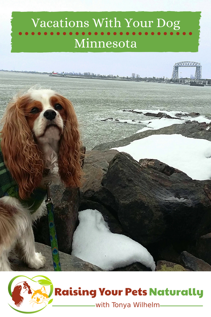 Dog-Friendly Vacations in Minnesota. If you are traveling with dogs, you won't want to miss these Dog-Friendly Minnesota attractions, hotels and destinations. #raisingyourpetsnaturally #dogfriendly #dogfriendlyminnesota #travelingwithdogs 