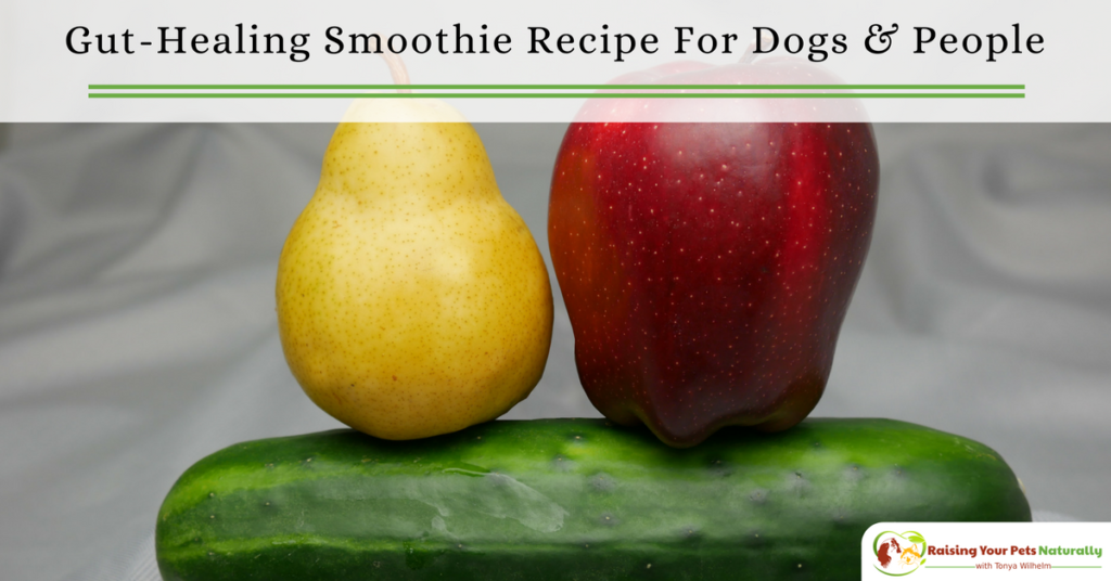 Healthy dog smoothies that you can share! Apple, cucumber, pear and gut healing herbs makes this smoothie a nice cooling choice for good gut health. #raisingyourpetsnaturally