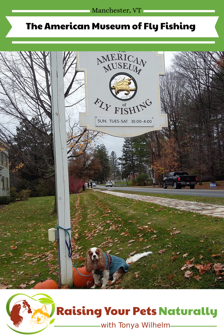 Dog-Friendly Vacations in Manchester, Vermont. Traveling with dogs is amazing, especially when you find dog-friendly attractions like the The American Museum of Fly Fishing. #raisingyourpetsnaturally 