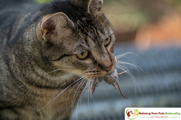 How to Play with a Cat. Learn how cat games and cat play is an important part of your cat's life. #raisingyourpetsnaturally 