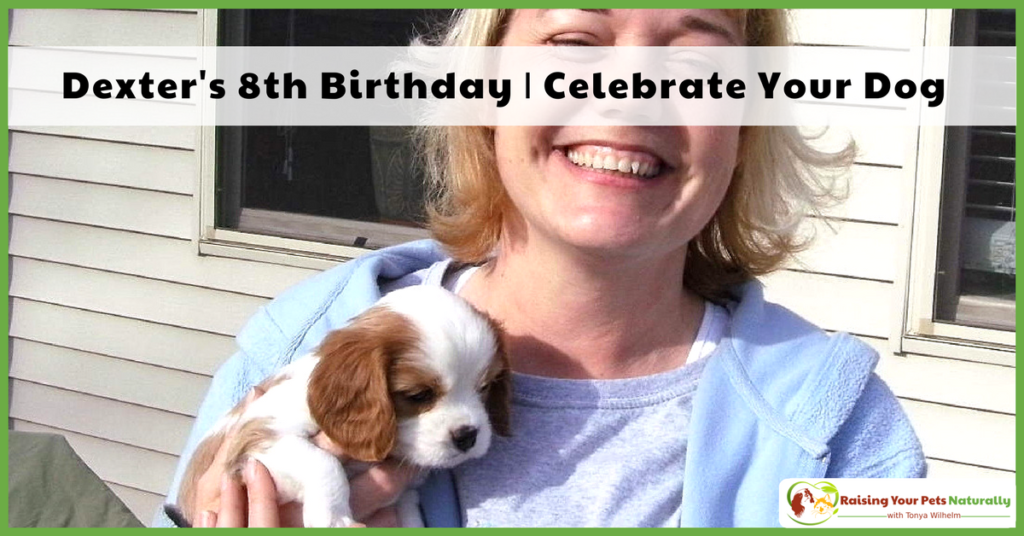 Dexter The Dog’s 8th Birthday Celebration. Today is a day to remember to live and enjoy life to the fullest. Read Dexter's inspiring story. #raisingyourpetsnaturally