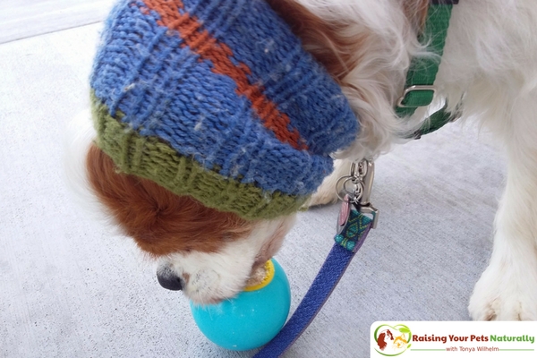 Vanilla dog ice cream recipe that you can share. Learn how to make this healthy homemade doggie ice cream right in your own kitchen. #raisingyourpetsnaturally