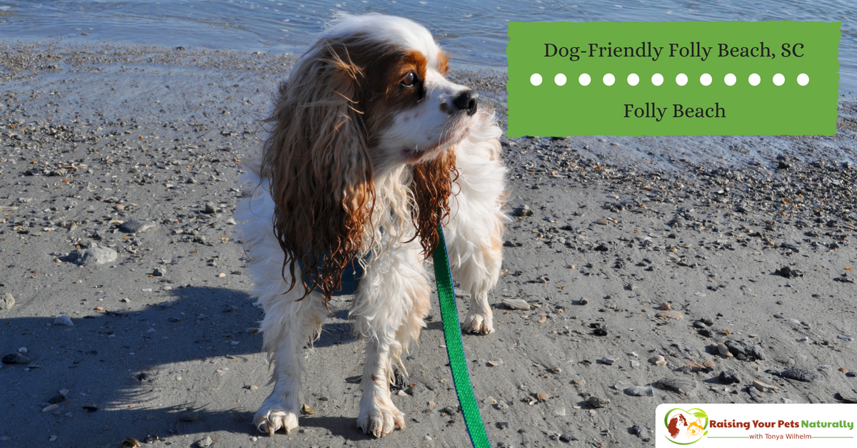 Dog-Friendly Folly Beach, South Carolina. If you are looking for a dog-friendly beach, you won't want to miss this one! #raisingyourpetsnaturally 