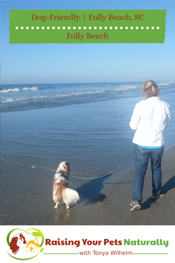 Dog-Friendly Folly Beach, South Carolina. If you are looking for a dog-friendly beach, you won't want to miss this one! #raisingyourpetsnaturally #dogfriendly #dogfriendlybeaches #dogfriendlyvacations #follybeach