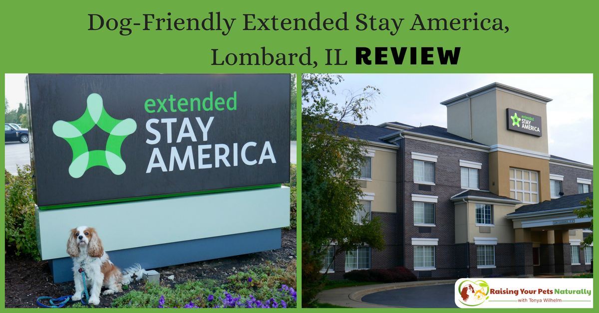 Pet-Friendly Hotels in the Chicago Metro area. Dog-Friendly Chicago hotels, The Extended Stay America review. #raisingyourpetsnaturally