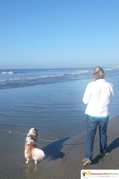 Dog-Friendly Folly Beach, South Carolina. If you are looking for a dog-friendly beach, you won't want to miss this one! #raisingyourpetsnaturally