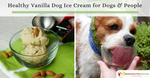 Vanilla dog ice cream recipe that you can share. Learn how to make this healthy homemade doggie ice cream right in your own kitchen. #raisingyourpetsnaturally