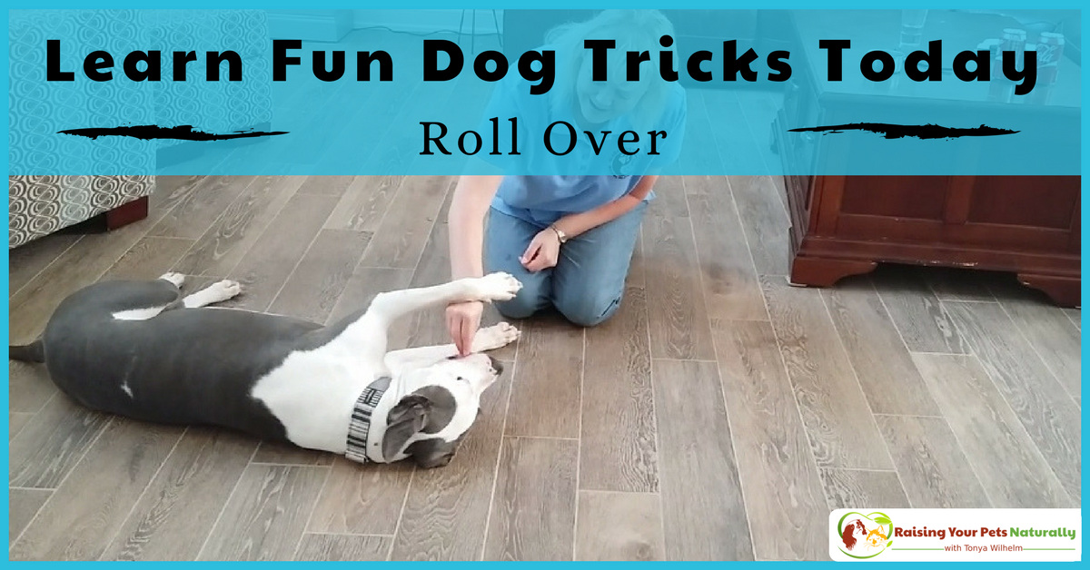 Tricks to teach your dog. How to teach a dog to roll over. This fun dog trick is one of my most requested dog trick. Learn how today. Bonus Video. #raisingyourpetsnaturally 