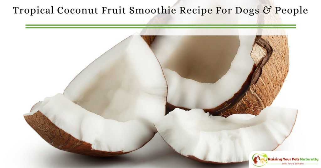 Best Healthy Smoothie Recipes for Dogs and People. Tropical Coconut Fruit Smoothie Recipe To Share. #raisingyourpetsnaturally