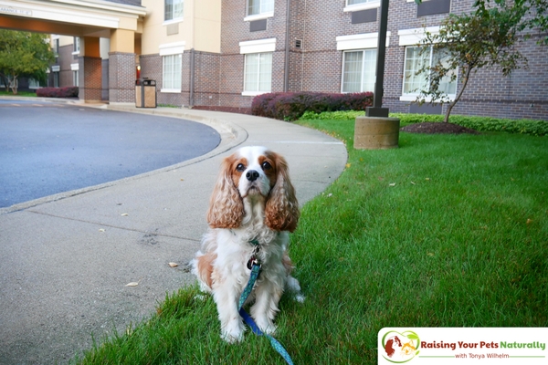 Pet-Friendly Hotels in the Chicago Metro area. Dog-Friendly Chicago hotels, The Extended Stay America review. #raisingyourpetsnaturally