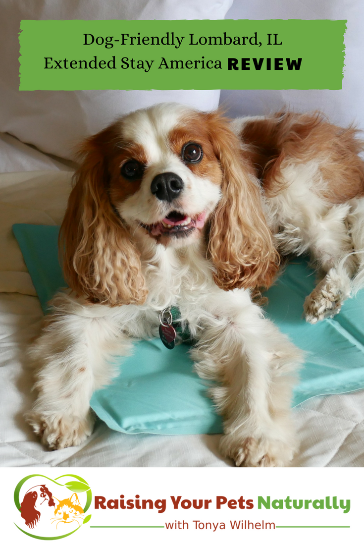 Pet-Friendly Hotels in the Chicago Metro area. Dog-Friendly Chicago hotels, The Extended Stay America review. #raisingyourpetsnaturally #dogfriendly #chicago #dogfriendlyhotels #vacationswithdogs