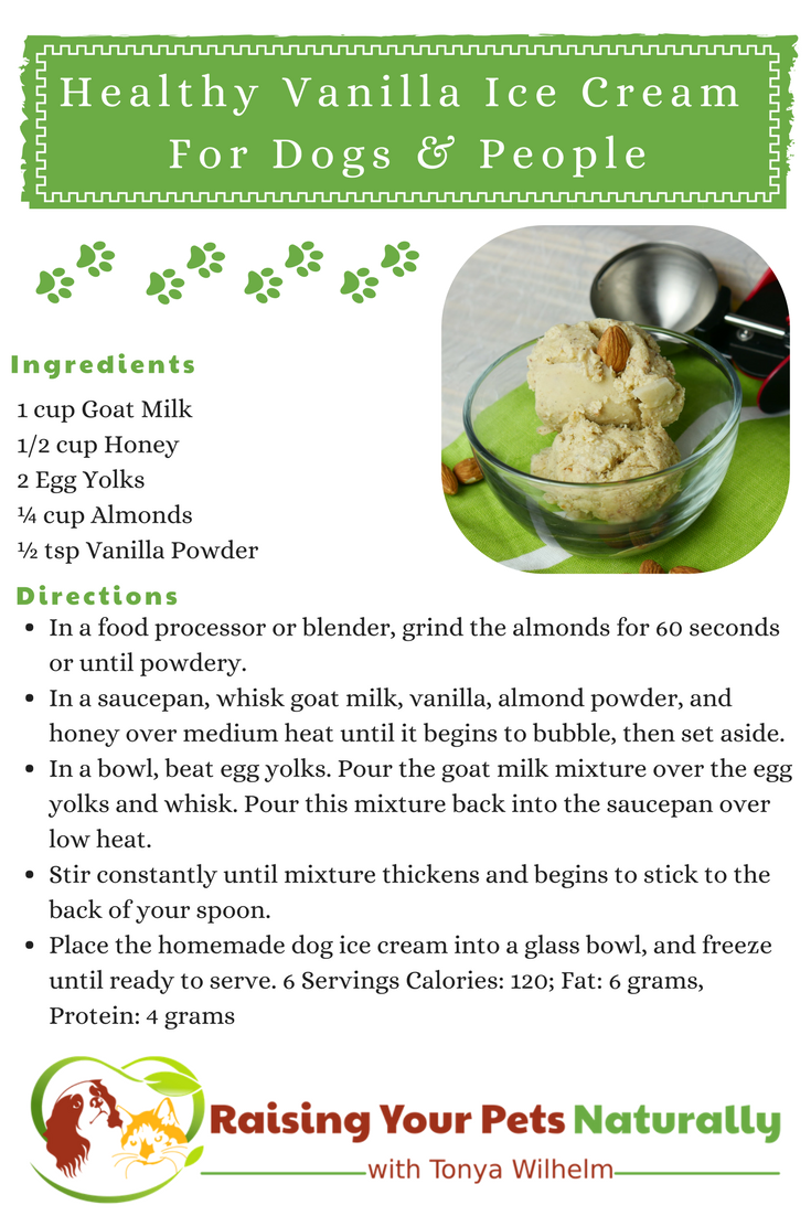 Vanilla dog ice cream recipe that you can share. Learn how to make this healthy homemade doggie ice cream right in your own kitchen. #raisingyourpetsnaturally #dogicecream #dogicecreamrecipe #homemadedogicecream #howtomakedogicecream 