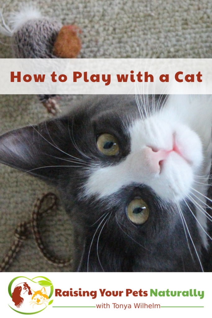 How to Play with a Cat. Learn how cat games and cat play is an important part of your cat's life. #raisingyourpetsnaturally #catgames #catplay #cattoys