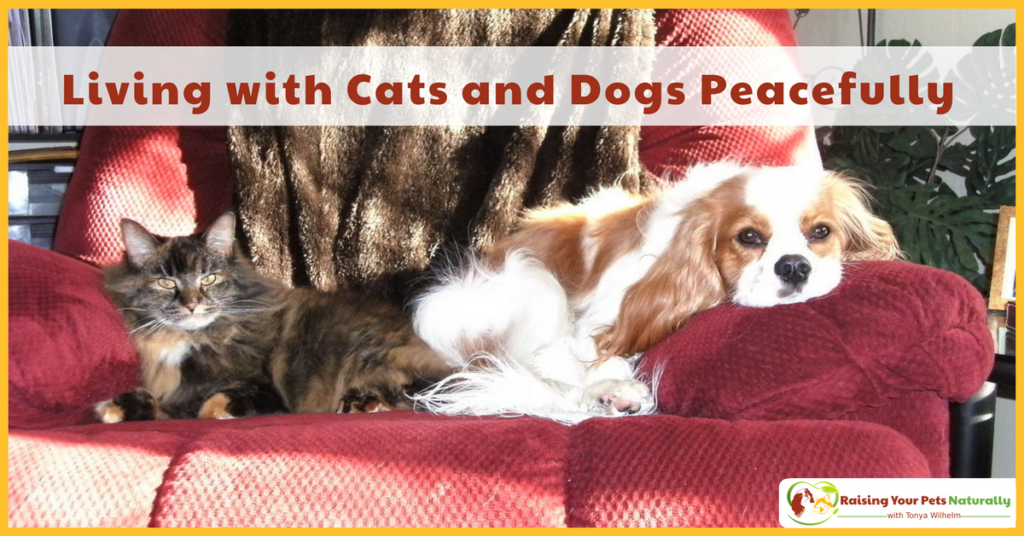 Living with Cats and Dogs | Cats and Dog Play, Chasing, Fighting and Dog Eating Cat Poop, Oh, My! #raisingyourpetsnaturally