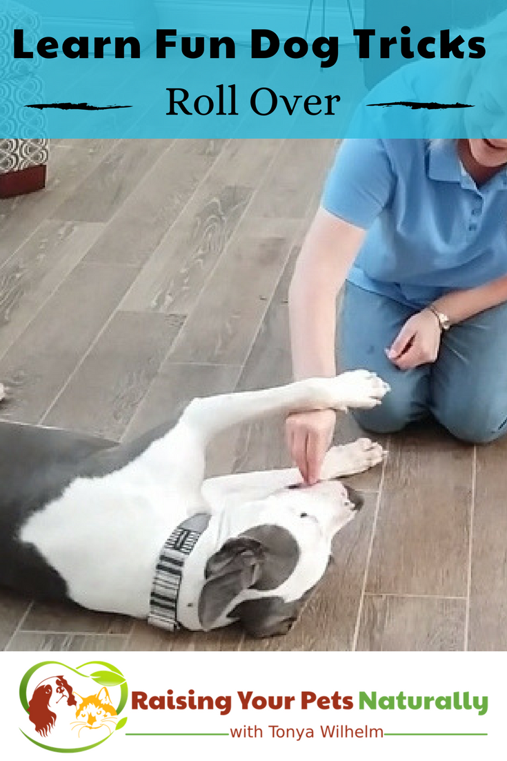 Tricks to teach your dog. How to teach a dog to roll over. This fun dog trick is one of my most requested dog trick. Learn how today. Bonus Video. #raisingyourpetsnaturally #dogtricks #cooldogtricks #easydogtricks #rollover #teachadogtorollover 