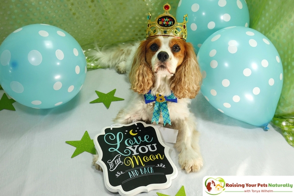 Dexter The Dog’s 8th Birthday Celebration. Today is a day to remember to live and enjoy life to the fullest. Read Dexter's inspiring story. #raisingyourpetsnaturally 