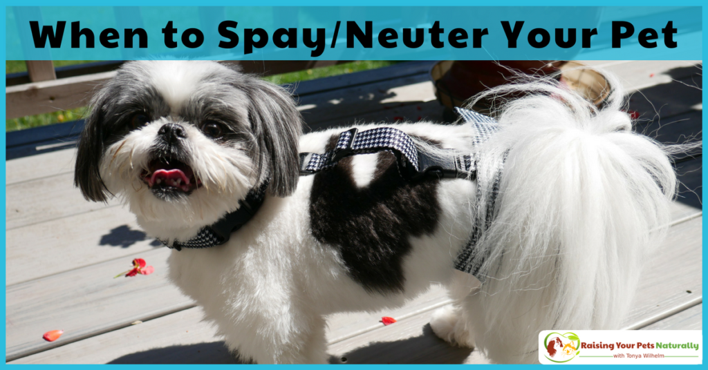 When to neuter or spay a dog is not as simple as it may seem. There is no best age to neuter or spay. Learn more by clicking through. #raisingyourpetsnaturally 