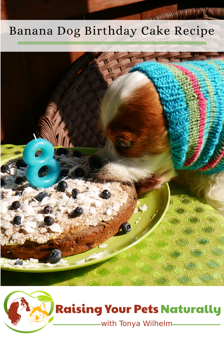 Dog-Friendly Banana, Blueberry and Coconut Dog Birthday Cake Recipe. Learn how to make a dog birthday cake that his healthy and tasty. #raisingyourpetsnaturally #dogbirthdaycake #dogcake #healthydogtreats #healthydogtreats #healthydogs #realfoodfordogs #homemadedogtreats #naturalpetfood #healthydog #healthydogs #healthydogfood #realfoodforpets #realfoodfordogs #naturalpetfood #petnutrition