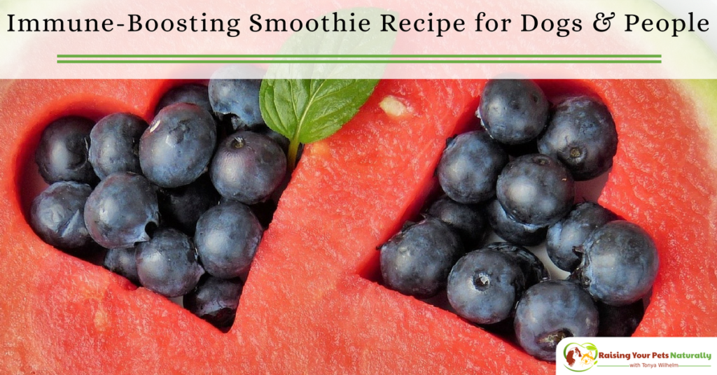 Berry Immune Boosting Dog Smoothie Recipe to Share. This masic smoothie recipe is a great choice if you and your dog need an immune boost. #raisingyourpetsnaturally