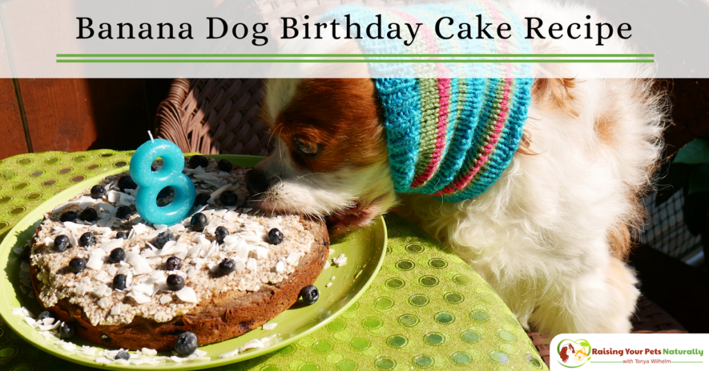Dog-Friendly Banana, Blueberry and Coconut Dog Birthday Cake Recipe. Learn how to make a dog birthday cake that his healthy and tasty. #raisingyourpetsnaturally